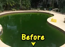 A green pool before Native Pools of Brevard serviced it